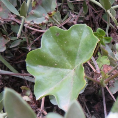 Pelargonium peltatum no zonal leaf markings